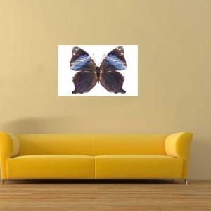 Tablou Canvas Fluturas - Img 1