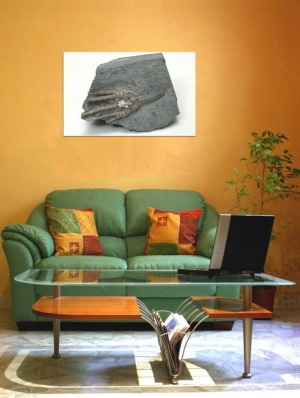 Tablou Canvas Fosila - Img 1