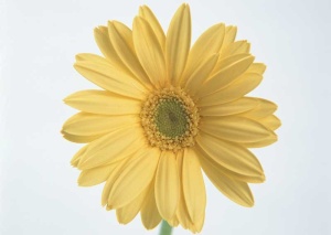 Tablou Canvas gerbera - Img 2
