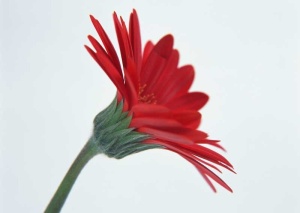 Tablou Canvas gerbera - Img 2