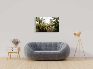 Tablou Canvas natura - cactusi - Img 1