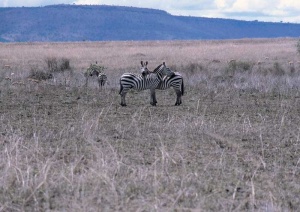 Tablou Canvas Zebra - Img 2