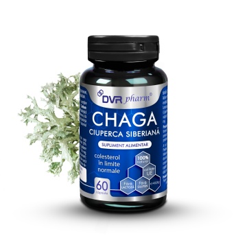 Chaga Ciuperca Siberiana, 60 capsule, DVR Pharm