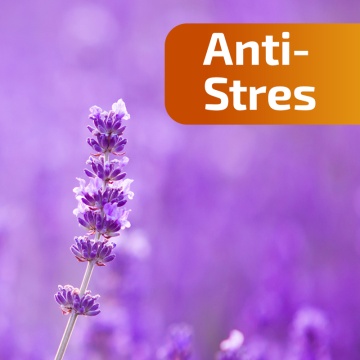 Miere poliflora Anti-Stres, 240 g, Apicolscience - Img 3