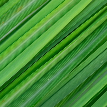 Ulei esential integral de lemongrass, 10 ml, Bionovativ Life - Img 4