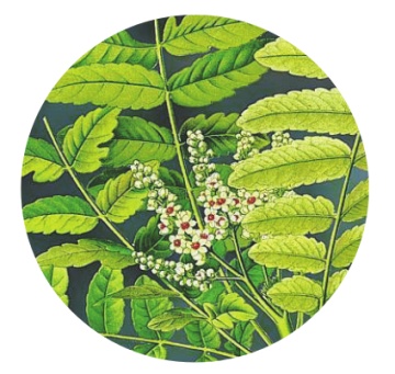 Ulei esential integral de tamaie, 10 ml, Bionovativ - Img 4