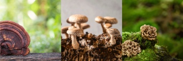 Reishi + Shiitake + Maitake, 60 capsule, Dvr Pharm - Img 3