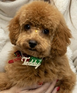 Bijuterii personalizate aur 14 K lant cu nume - TEDDY