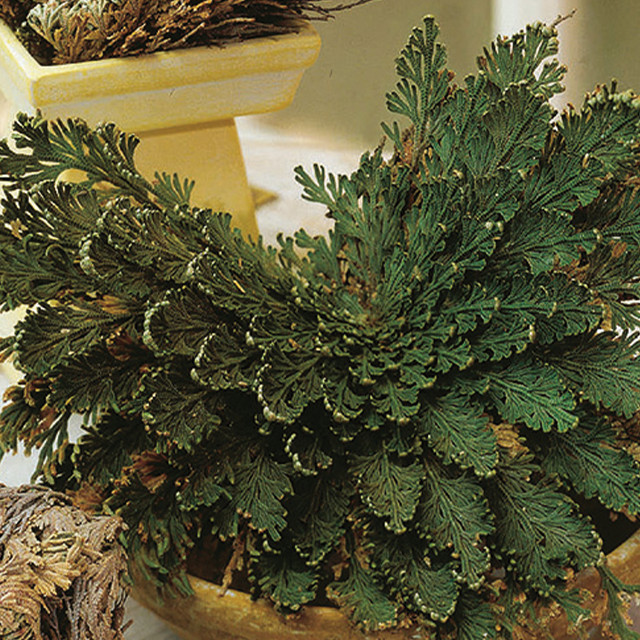 ROSE OF JERICHO 1/1