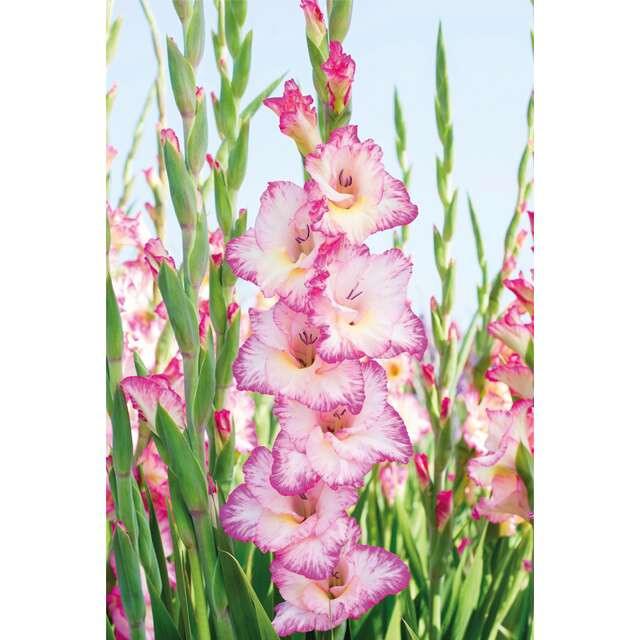 GLADIOLUS p Priscilla 10/1