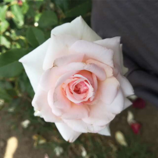 Sad.ruža puzavica Swenensse, bela, Floris