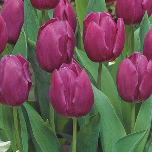 TULIPA PURPLE PRINCE 10/1