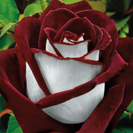 Sad.ruža čajevka Osiria,šatirana crveno-bela, Floris