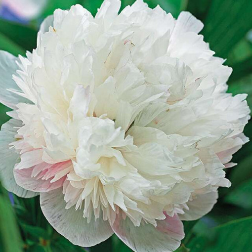 Paeonia officinalis white -Božur 1/1