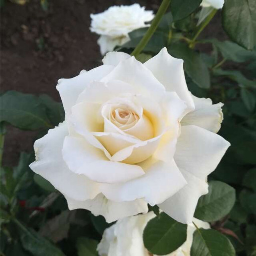 Sad.ruža čajevka Pascali, bela, Floris