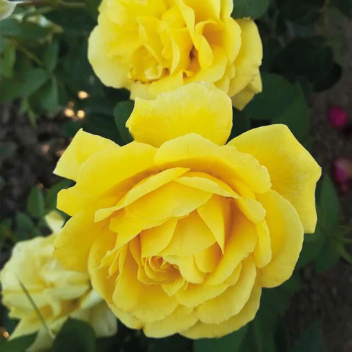 Sad.ruža parkovska Frizija, žuta, Floris