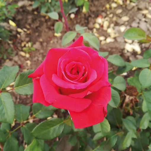 Sad.ruža čajevka Red Berlin, crvena, Floris