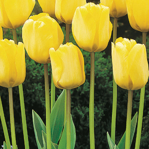 TULIPA GOLDEN APELDOORN 10/1