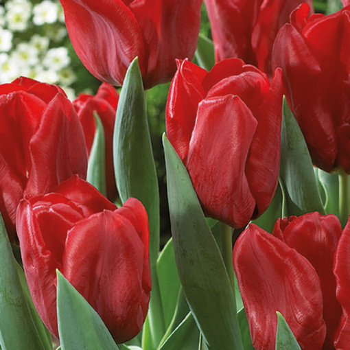 TULIPA SEADOV 5/1