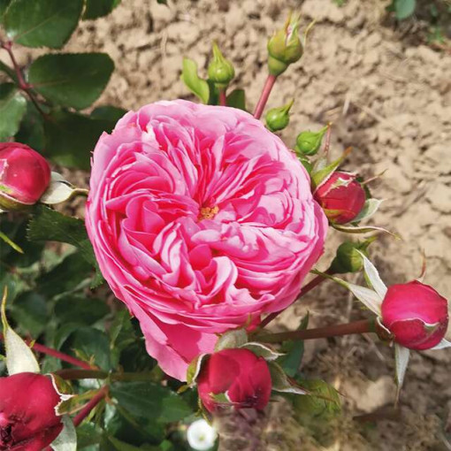 Sad.ruža parkovska Leonardo da Vinci, roza, Floris
