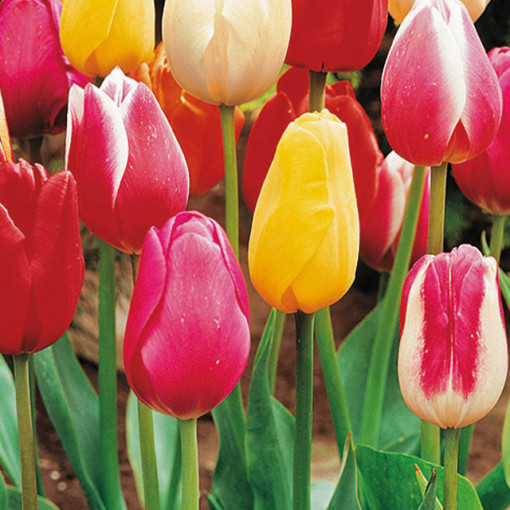 TULIPA TRIUMPH MIX 10/1