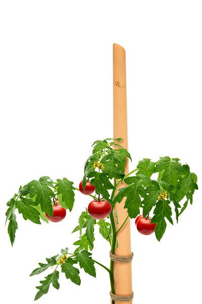 Pvc kočići za paradajz 1.8m (28mm) - pritka