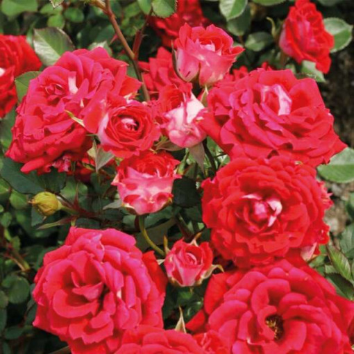 Sad.ruža mini Baby Baccara, crvena, Floris