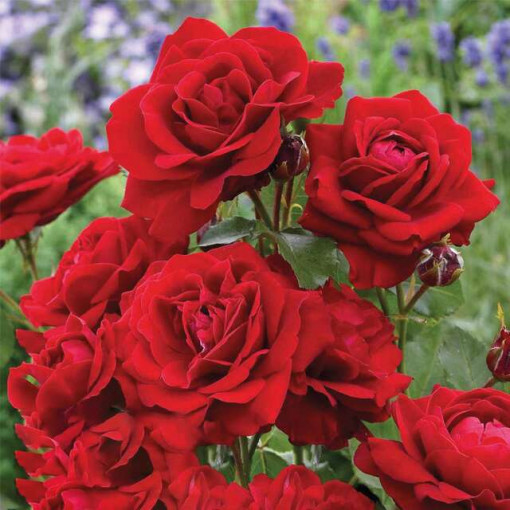 Sad.ruža parkovska Lili Marlen, crvena, Floris