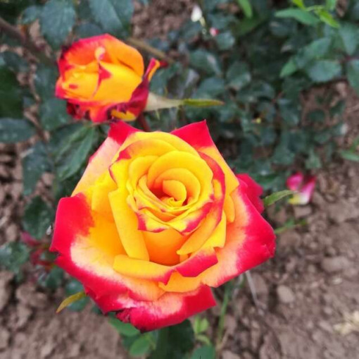 Sad.ruža parkovska Samba žuta prošarana, Floris
