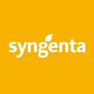SYNGENTA kukuruz CHORINTOS (FAO 300)