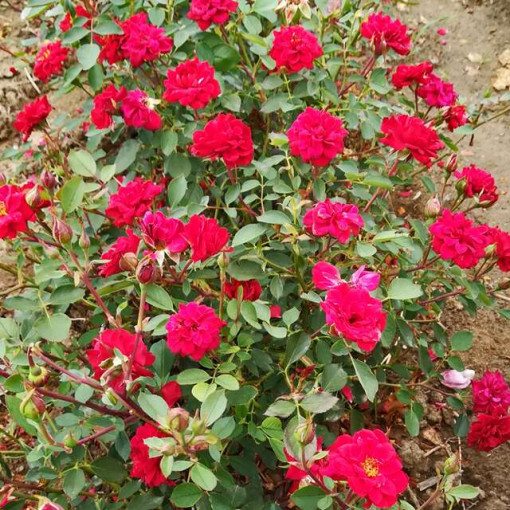 Sad.ruža mini Djavolete, bordo, Floris