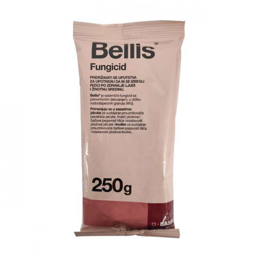 Bellis