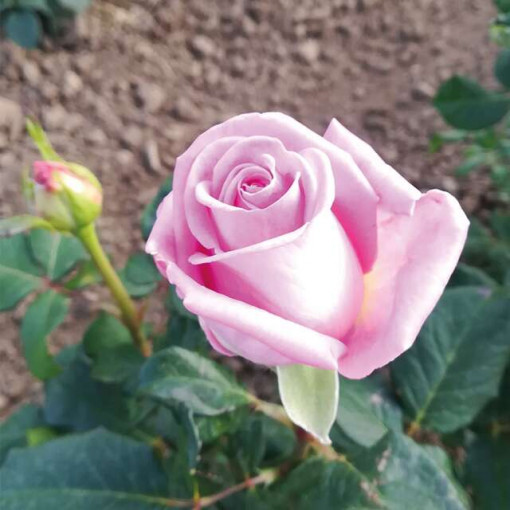 Sad.ruža čajevka Kiano, roza, Floris
