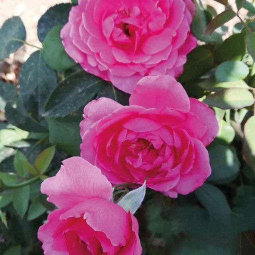 Sad.ruža puzavica Decor, roze, Floris