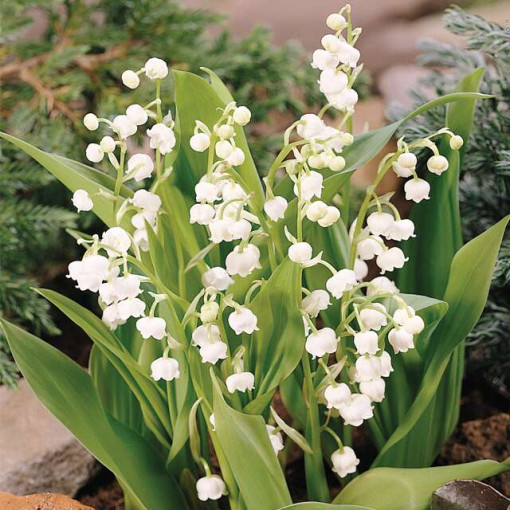 Convallaria White 3/1-đurđevak