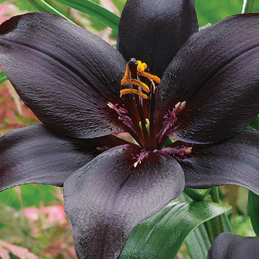 LILIUM BLACK 1/1