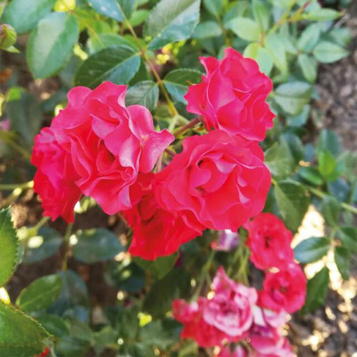 Sad.ruža mini Sweet cower, crvena, Floris