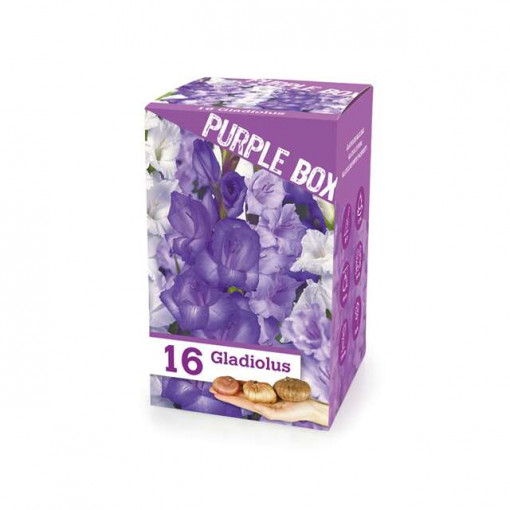The Purple box 16/1