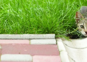 rigola Elpreco gri pentru sistem drenaj profesional