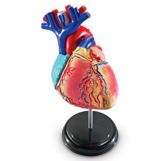 Sablon corp uman - Inima - Img 2