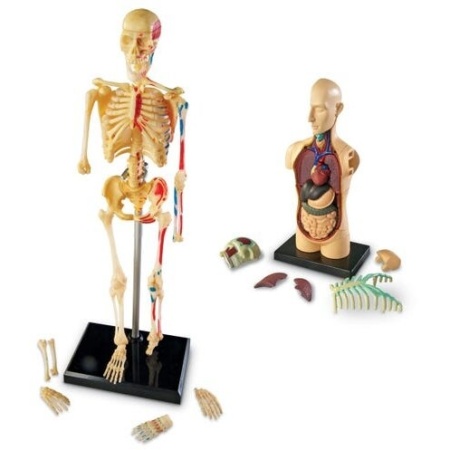 Set machete - Anatomie - Img 4