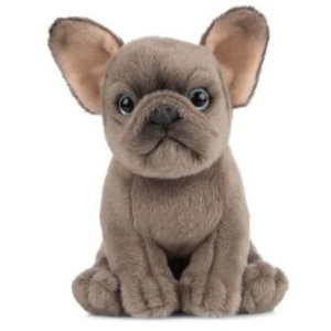 Catelus de plus Bulldog - Img 2
