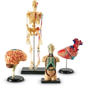 Set machete - Anatomie