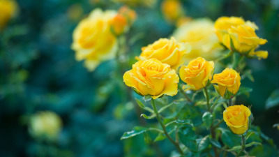 Ce semnifică trandafirii galbeni? O floare cu două fețe 💛