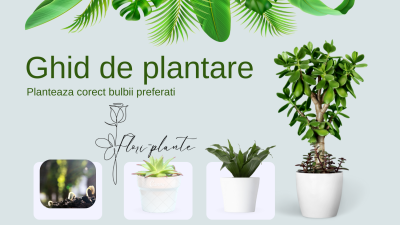 Cum plantezi corect bulbii de flori – ghid pas cu pas pentru începători