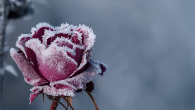 Cum îngrijești trandafirii toamna – pregătirea pentru iarnă pas cu pas