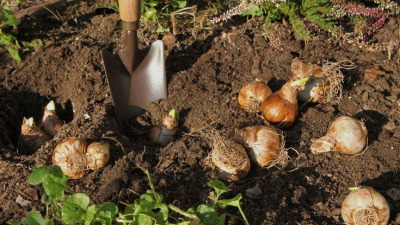 De ce nu înfloresc bulbii? 3 greșeli frecvente și cum le corectezi 🌷❌