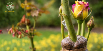 Trandafiri 'Rosa Garden' Hibrizi