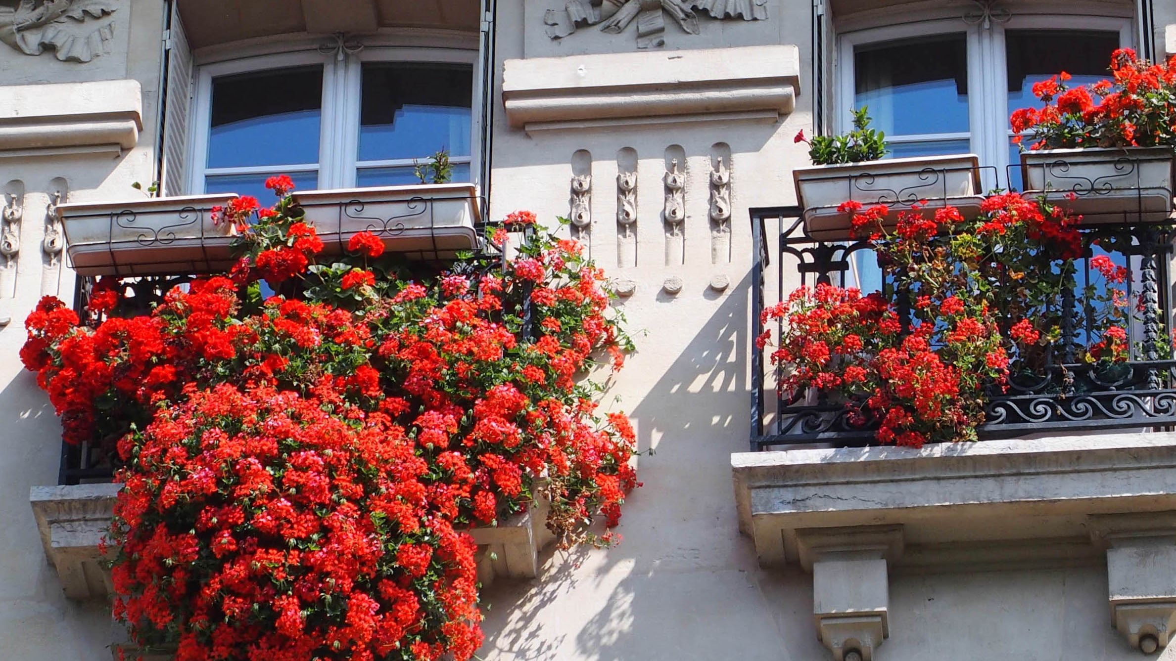 Flori terasă și balcon