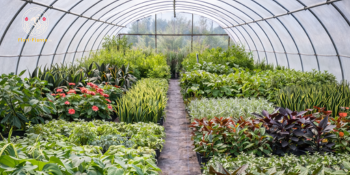 Plante de apartament